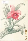 Richter W., Orchideen — 1982